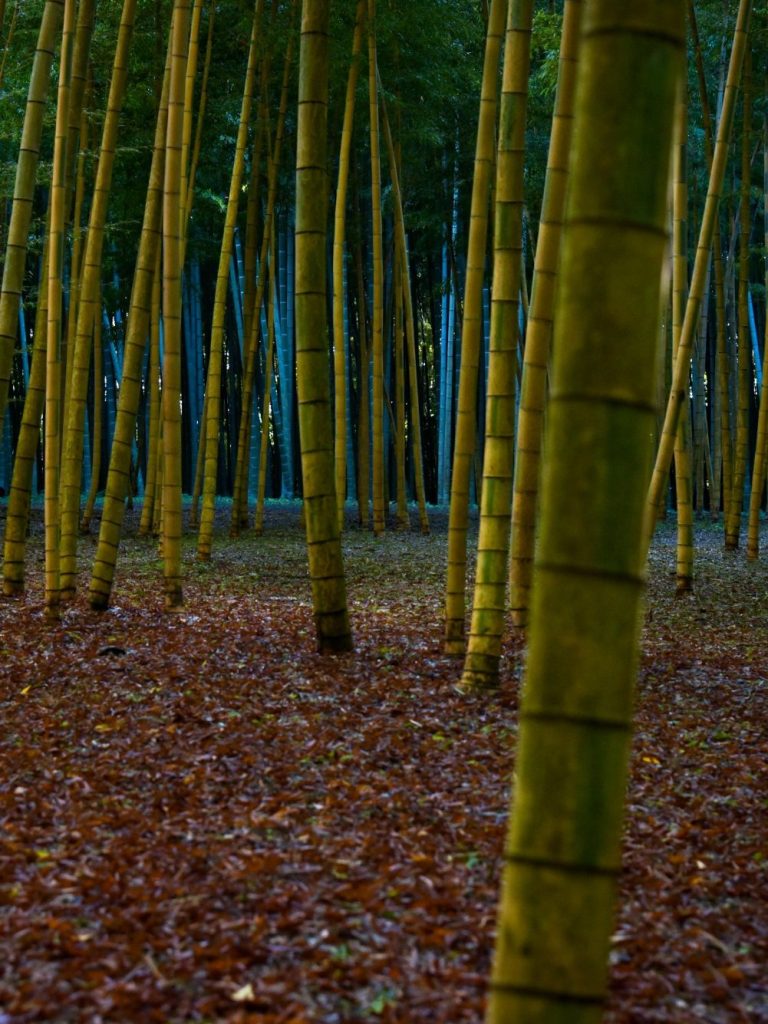 Forêt de bambous
