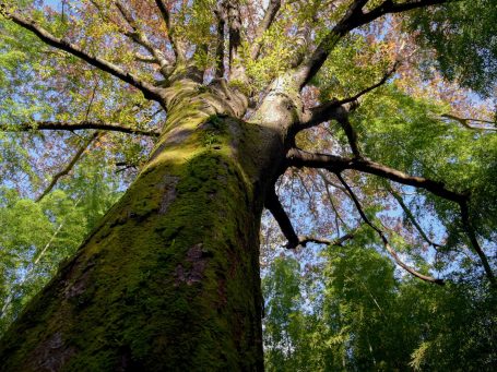 Un arbre en contre plongée
